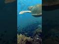 Day 5 of Fighting Ocean Pollution#ytshorts #fyp #viral #engineering #ocean #build #highschool #like