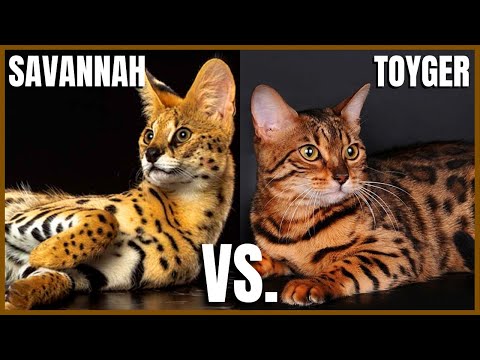 Video: Toyger