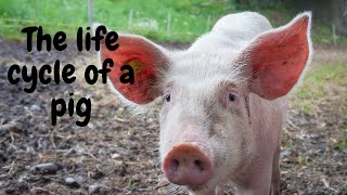 The Fascinating Life Cycle Of Pigs From Birth To Slaughter