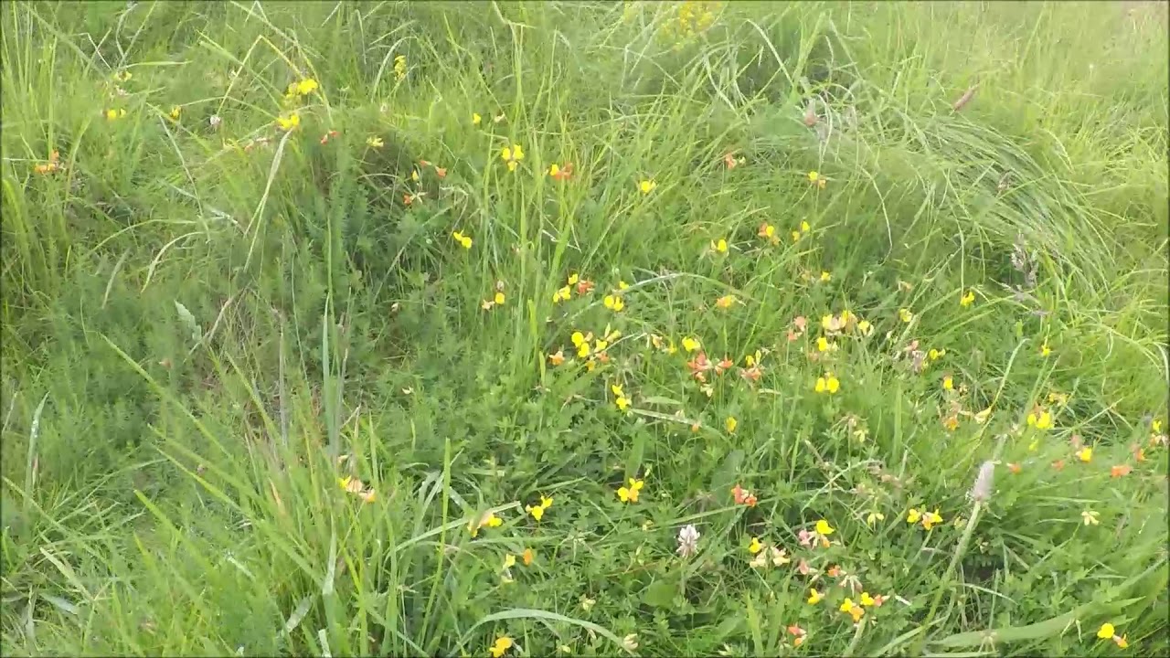 Fulletby walk Lincolnshire wolds 2019