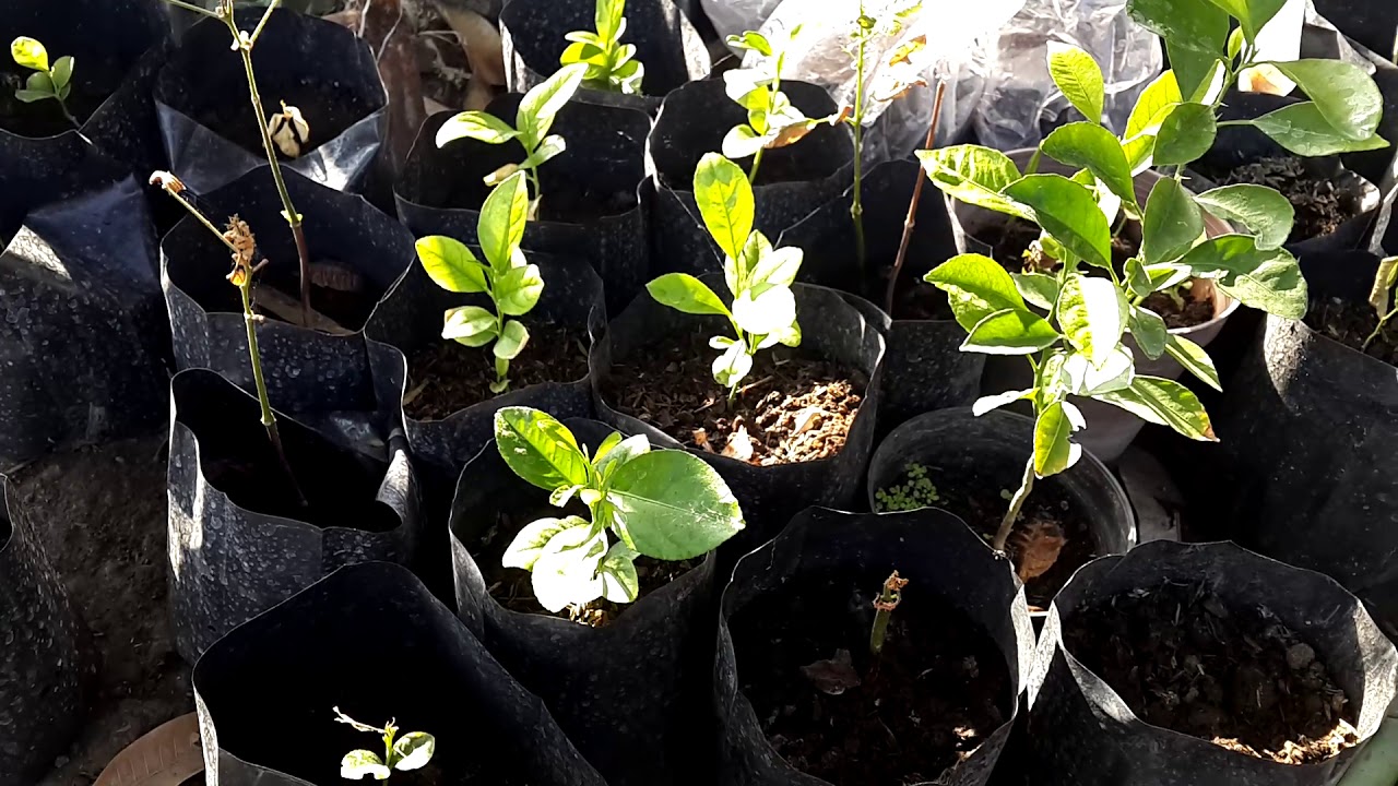 Cara menanam jeruk lemon dari biji #3bln 