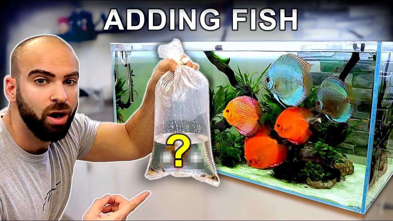 ADDING NEW FISH To XL DISCUS AQUARIUM will They Survive The Attack adding-new-fish-to-xl-discus-aquarium-will-they-survive-the-attack