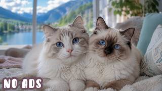 12 Hours of Soft Music for Home Alone Cats 🐱💖 Gentle Sleep Music for Deep Relaxation 🎵🌙 Cat Music screenshot 5