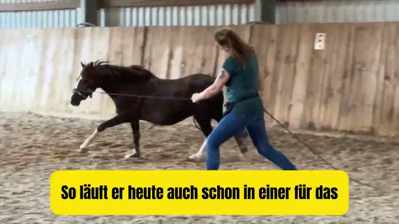📅 Der 1. Monat | 𝗨𝗽𝗱𝗮𝘁𝗲 𝘃𝗼𝗻 𝗖𝗮𝗺𝗶𝗻𝗼 🐴 - Eine erstaunliche Entwicklung
