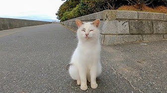 感動猫動画 Youtube
