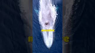 The Heaviest Animal In The World