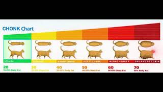 Chonk Chart