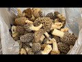 Morell hunting catch and cook? #morelmushrooms #forageandcook