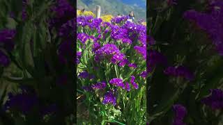 Northern Blossom  Sayangan Atok Benguet benguet philippines atok nature