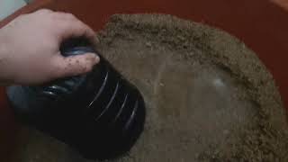 Lepi̇stesler İçi̇n Göletten Aldiğim Kum Evde Lepistes Üretimi