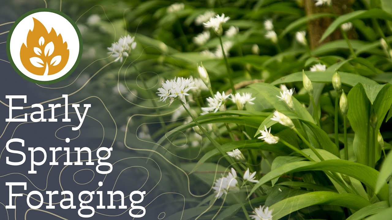 Wood Sorrel Foraging Uk Foraging And Wild Food Guide Youtube Wood Sorrel Foraging Uk Foraging And Wild Food Guide Youtube