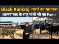       kankrej   best kankrej cow breeding farm ahmedabad gujarat