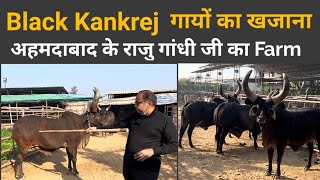 शेर भी डर के भागता है इन #Kankrej गायों से👍 Best Kankrej Cow Breeding Farm Ahmedabad Gujarat.