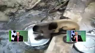 Bula Yikayan Maymunlar Bay Tahmi̇n