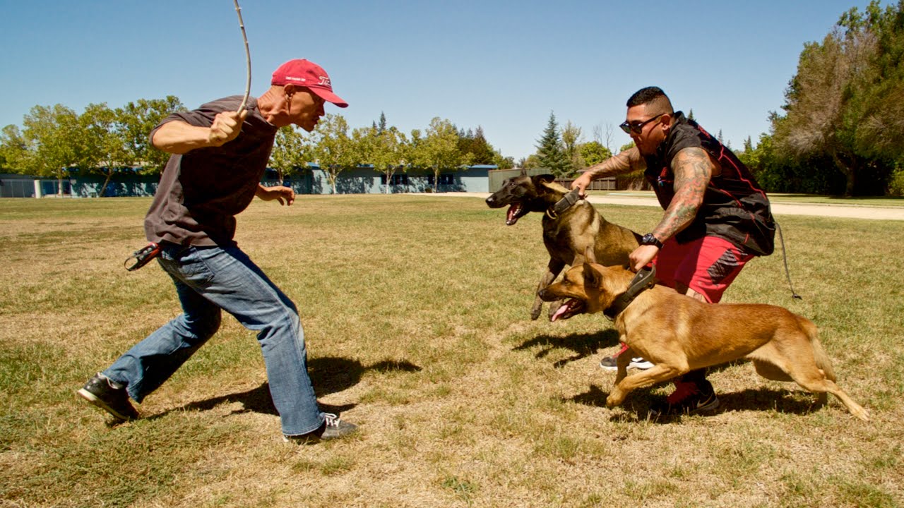 Insane aerial Belgian Malinois Training YouTube