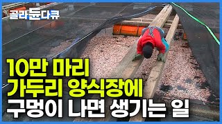 비상상황! 주변에 설치해둔 통발에 자꾸만 양식장 물고기가 잡힌다? 20만 마리 우럭, 참돔 가두리 양식장에 구멍이 나면 생기는 일┃전국 출하! 바다 해산물┃통영 양식장┃#골라듄다큐