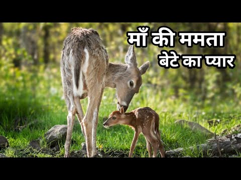 MAA KI MAMTA AUR BETE KA PYAR | ALL IN ONE - YouTube