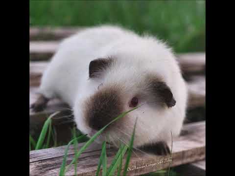 CUTEST HIMALAYAN GUINEA PIGS!!!!!