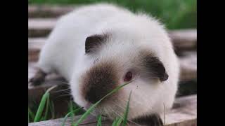 CUTEST HIMALAYAN GUINEA PIGS!!!!!