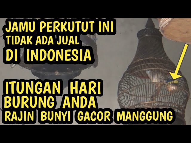 coba buktikan burung perkutut kalian yang lama tidak bunyi nga lama ngacor class=