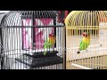 Ampuh pancingan lovebird ngetik ngekek panjang