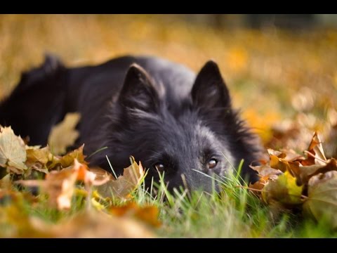 Dog tricks /Owczarek belgijski groenendael/ Belgian shepherd