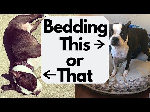 Video: Làm thế nào để phù hợp với một Boston Terrier cho quần áo