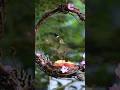 The beauty of a Ruby-throated Hummingbird 🐦💚#birds #birdsong #nature #birdwatching #hummingbird #fyp