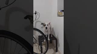 pedindo pra passear veja #dog #pets #animals #cachorrofofo #amomeupet #bestfeed
