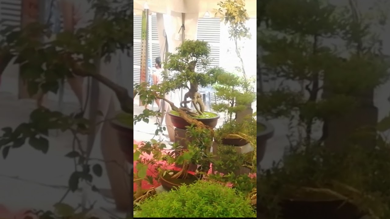 Bonsai Trees for sale in Made in Sri Lanka, Trade Fair Colombo Market Showcases shorts YouTube