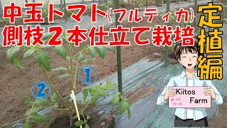 【中玉トマトの栽培】側枝２本仕立て栽培で苗を定植