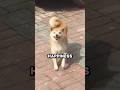 The ultimate happy dog moment that will make you smile ❤️ #shorts #dog
