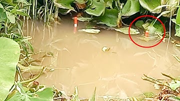 câu cá sông cá thiên nhiên xem cá kéo phao mà ghiền