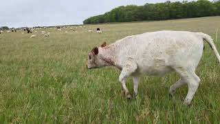 George shares tips for lambing on pasture.