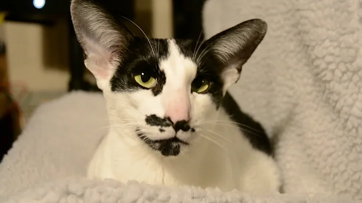 Video 809161: oriental shorthair cat, shorthair rescue cats