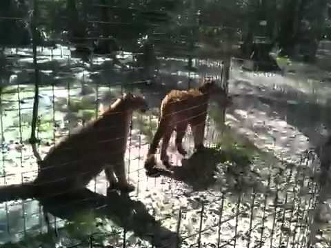 rescue dogs rock nyc Rolling barricade wire past cougars @bigcatrescue
