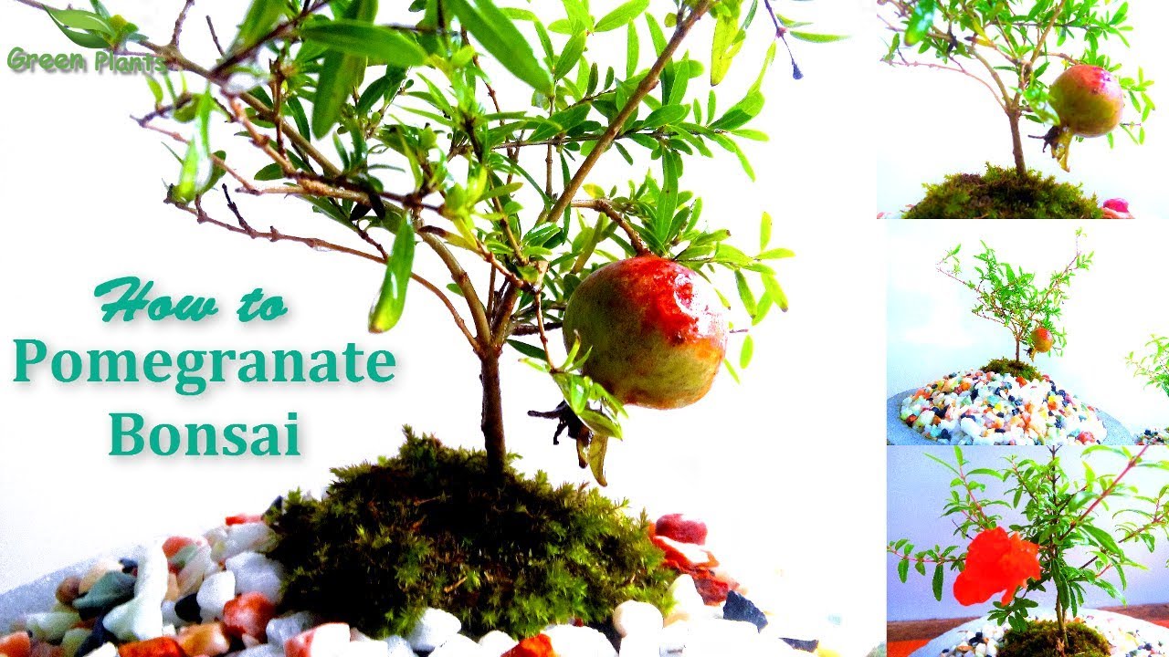how to make pomegranate