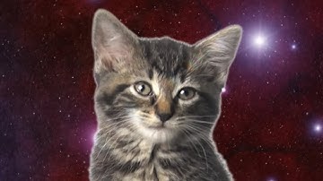 Space Cats — Magic Fly Enjoyker