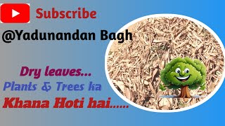 Dry leaves Trees &amp; plants ka khana Hoti hai @ Yadunandan Bagh