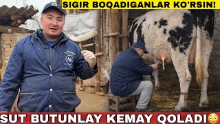 Sigir Boqadiganlar Ko’rsin! ?Mastit Kasalligini To’g’ri Davolash! VETERINAR XAYOTI 1-Qism 