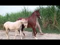 Red Horses Bond in the Field | Powerful Stallion &amp; Mare Connection Explained”Beautiful Red Horses