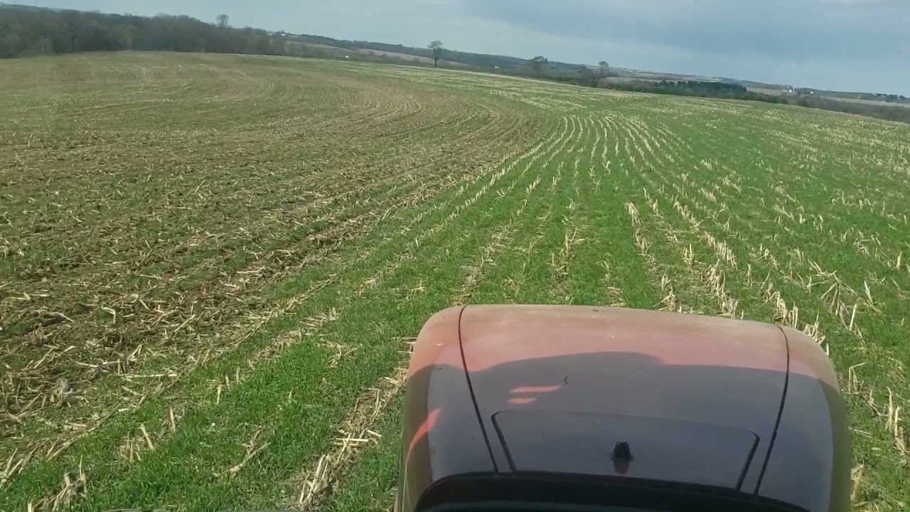 strip freshener into rye April 2021