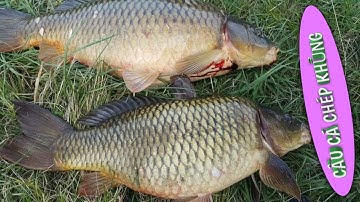 Câu cá giải trí | Câu lăng xê cá chép tại hồ hàn quốc | fishing || #dhtchannel