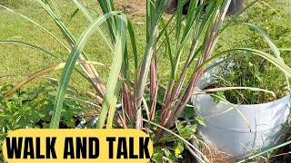 GARDEN WALK AND TALK | TRANSPLANTING UGLY PLANT STARTS