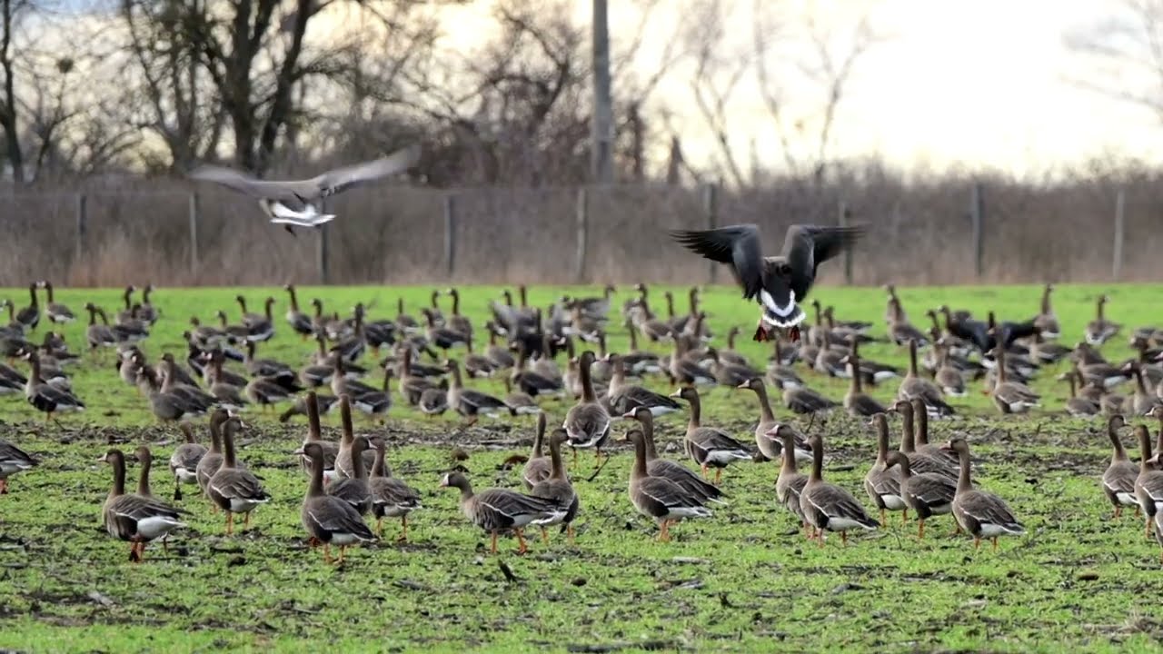 HUSA BĚLOČELÁ - PŘISTÁNÍ NA POLI (Anser albifrons) - Greater white-fronted Goose, Blässgans, Kolgans