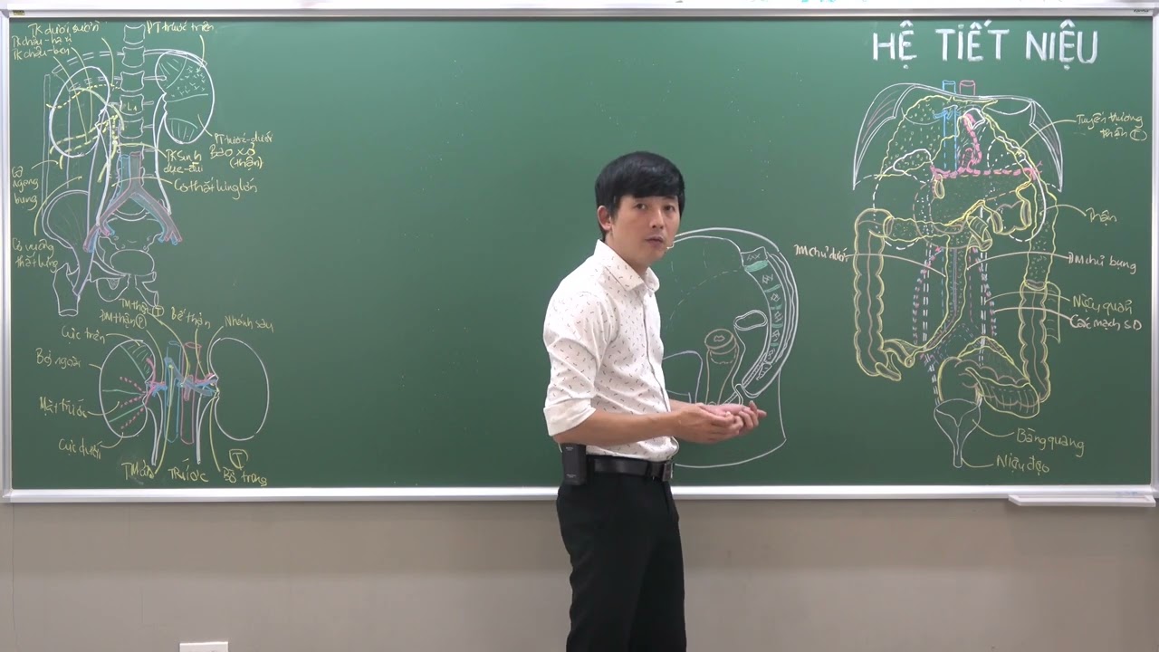 BỤNG: NIỆU QUẢN - ĐOẠN BỤNG