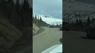 Nothing like a good traffic jam 🤣 #bears #denali #alaska