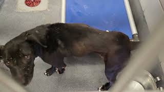 acs A684981
