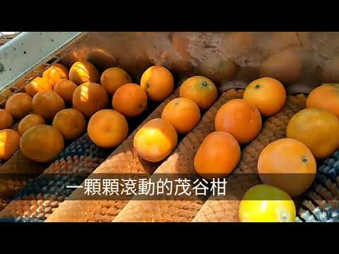 【雲林旅遊】林內 橙色農作 幫茂谷柑洗澎澎 現採現吃超甜多汁