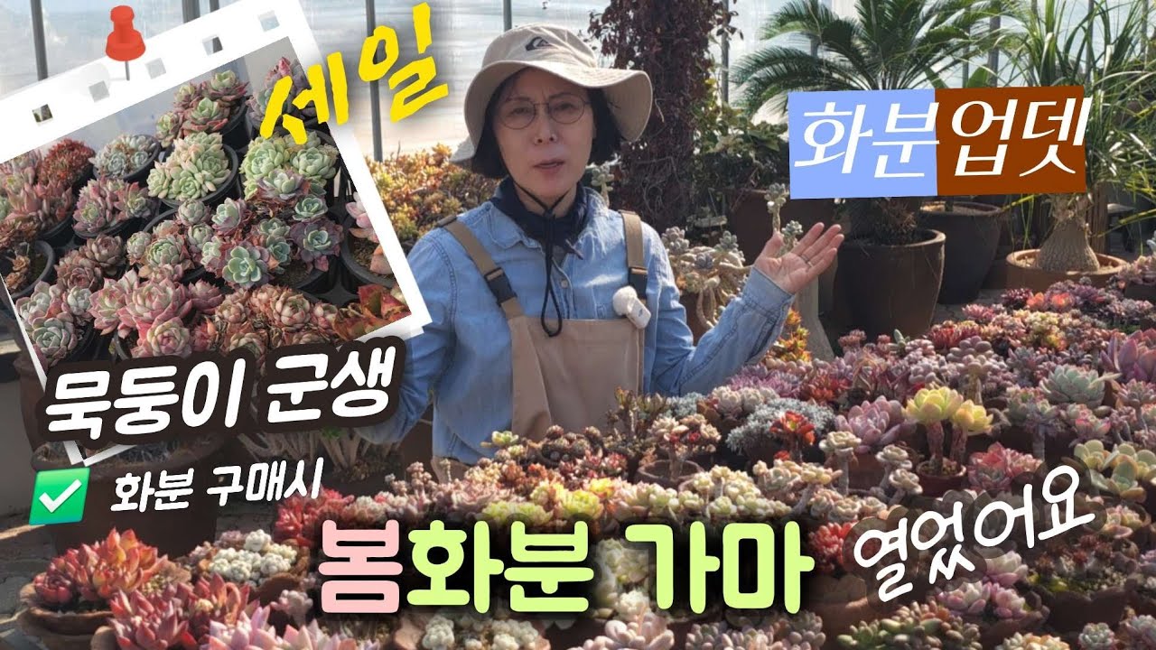 《화분세일 》🌿가벼운 수제분 봄준비 / 지금부터 물마름이 중요 해지는 계절 / 묵둥이 군생 선물🌱